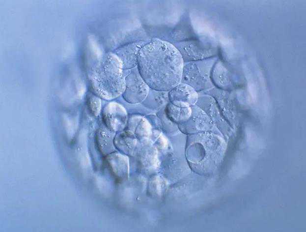 太原代生儿子价格,试管放2个胚胎成功高吗？与自身因素紧密相关-上海哪有可以